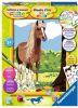 Ravensburger Schilderen op nummer Paard online kopen